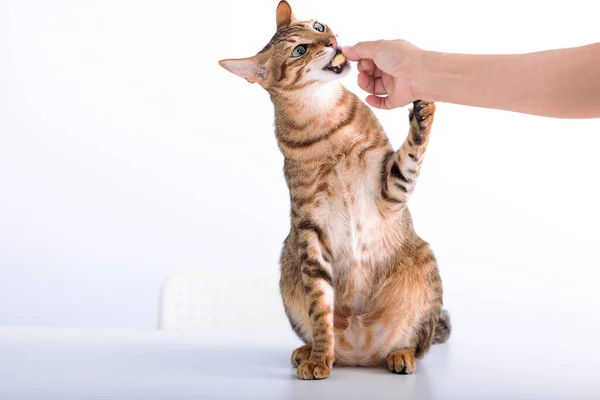 Кошка Стоит Ест Печенье Рук — стоковое фото