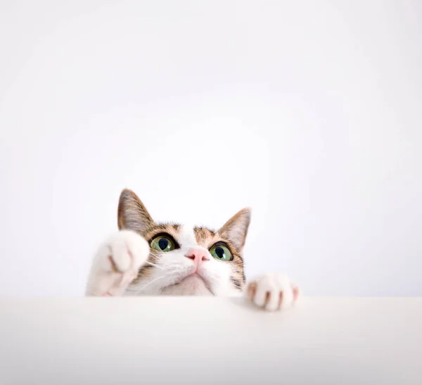 Cat Meletakkan Kakinya Atas Meja Dan Melihat Atas — Stok Foto