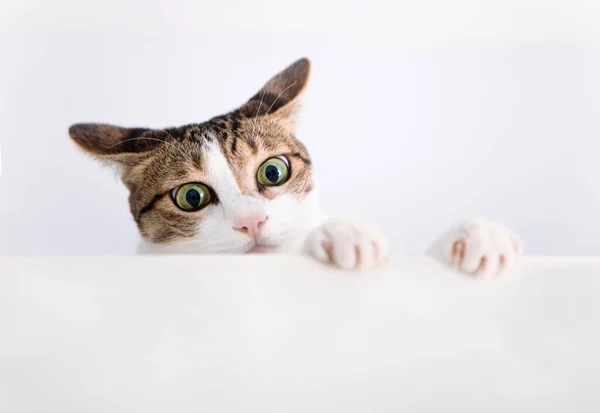 Cat Put Its Paw Table — Stock Photo, Image
