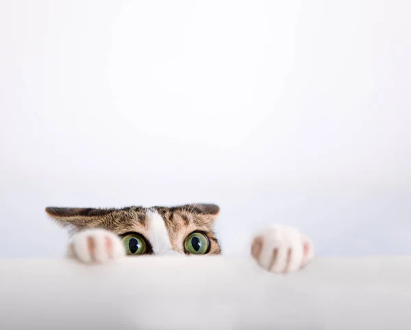 Cat Rátette Mancsát Asztalra — Stock Fotó