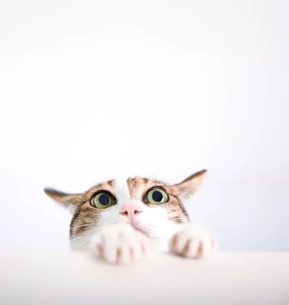 Cat Rátette Mancsát Asztalra Felnézett — Stock Fotó