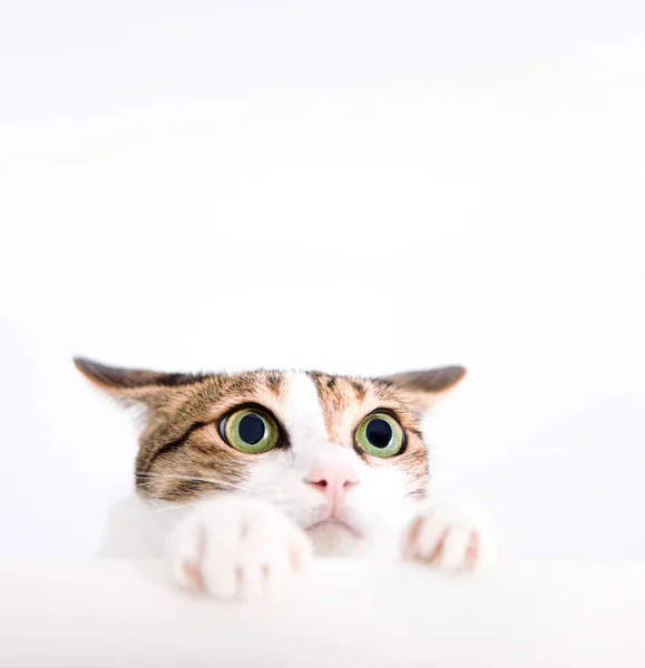 Scared Cat Meletakkan Tangannya Atas Meja Dan Melihat Atas — Stok Foto