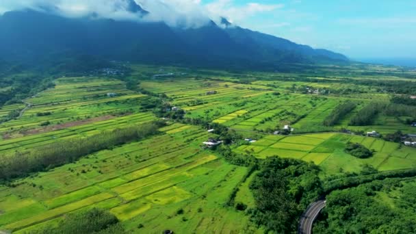 Aerial View Beautiful Paddy Field Taiwan — Video