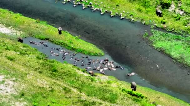 Vista Aérea Buffalo Formosa Agua Del Río Verano — Vídeo de stock