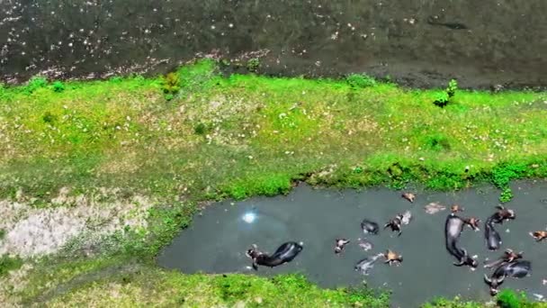 夏の川水におけるバッファロー フォルモサの空中観測 — ストック動画