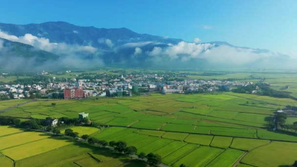 Вид Воздуха Город Чишан Рисовое Поле — стоковое видео