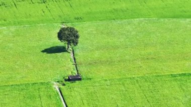 Hava manzaralı ağaç ve yeşil çeltik tarlası
