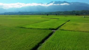 Yeşil çeltik tarlasının alçak açılı hava manzarası