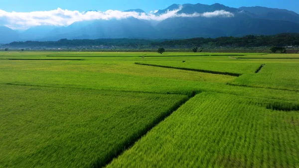 Aerial View Rice Fields Harvesting Season Morning — Stock Photo, Image