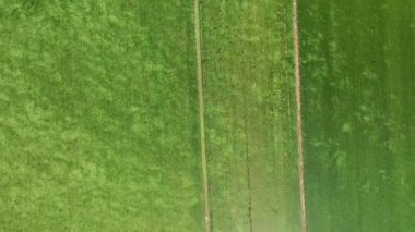 Paddy sahasının ve rüzgarın hava manzarası