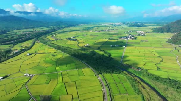 Luchtfoto Van Paddy Veld Hualien Taiwan — Stockvideo
