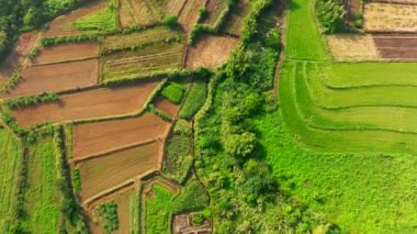 Pirinç tarlalarının hava manzarası