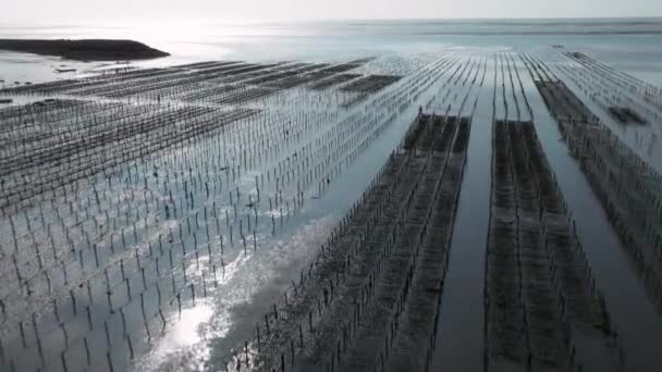 Αεροφωτογραφία Του Πεδίου Oyster Και Του Αγροκτήματος Στην Ταϊβάν — Αρχείο Βίντεο