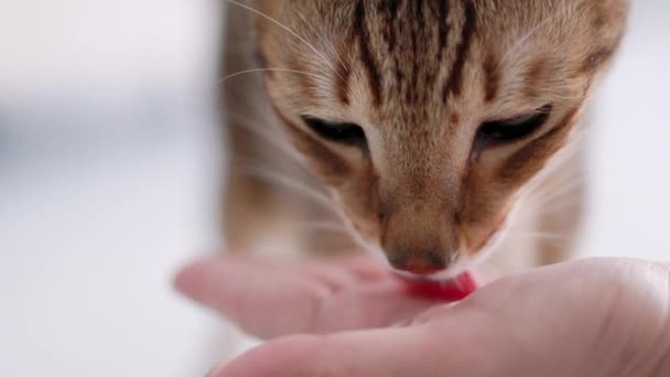 Кіт Лиже Їжу Долоні Свого Власника — стокове відео