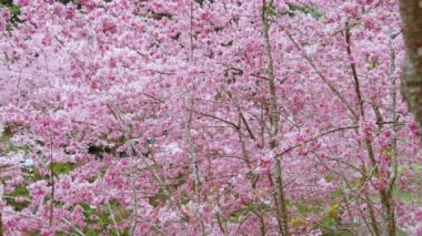 Baharda çiçek açan kiraz çiçeği arka planı