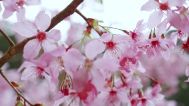 Baharda çiçek açan kiraz çiçeği arka planı