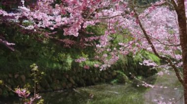Kiraz çiçeğinin güzel manzarası Sakura Tayvan 'daki nehrin üzerinde beliriyor.