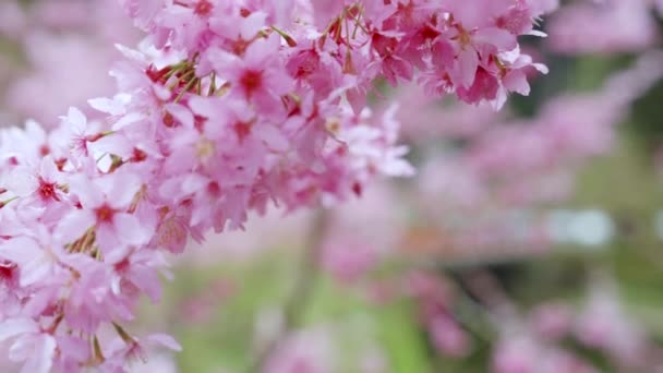 Albinele Miere Polenizează Florile Cireș Roz Primăvară — Videoclip de stoc