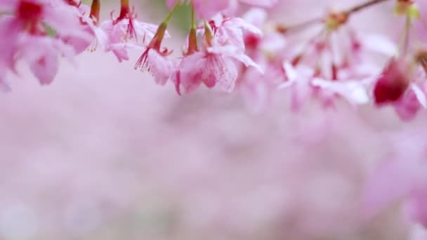 Honingbijen Bestuiven Roze Kersenbloesems Het Voorjaar — Stockvideo