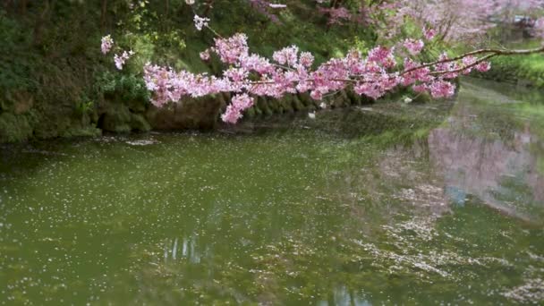 Hermosa Vista Flor Cerezo Sakura Aparece Sobre Río Taiwán — Vídeos de Stock