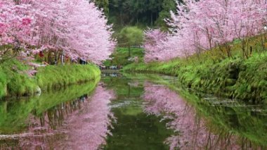 Kiraz çiçeğinin güzel manzarası Sakura Tayvan 'daki nehrin üzerinde beliriyor.
