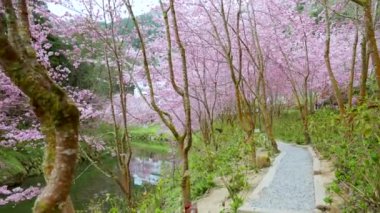Güzel Sakura Patikada çiçek açıyor