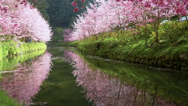 Piękny Widok Kwiat Wiśni Sakura Pojawia Się Nad Rzeką Tajwanie — Wideo stockowe