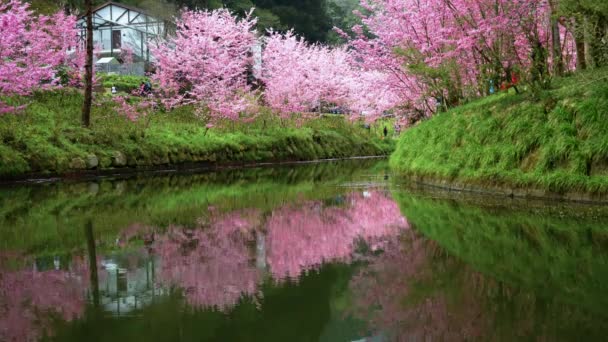 Bela Vista Flor Cerejeira Sakura Aparece Sobre Rio Taiwan — Vídeo de Stock