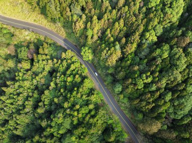 Hava manzaralı asfalt yol ve yeşil orman