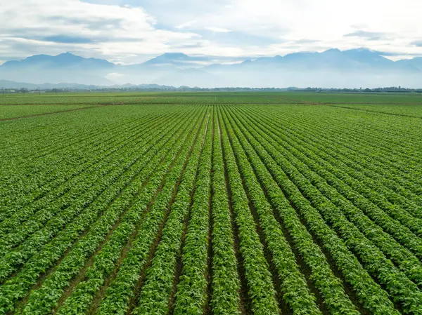 Letecký Pohled Krásnou Zemědělskou Krajinu Zelených Sojových Zeleninových Řádků Otevřeném Royalty Free Stock Obrázky
