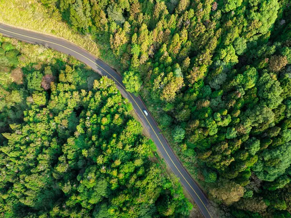 アスファルト道路と緑の森を眺める ロイヤリティフリーのストック画像