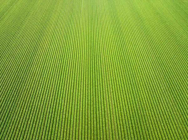 开阔田野绿豆菜系的美丽农业景观 图库图片