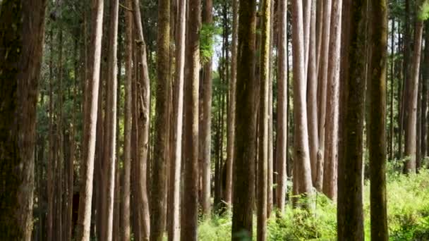 Walking Forest Alishan Chiayi Taiwan — Stock Video
