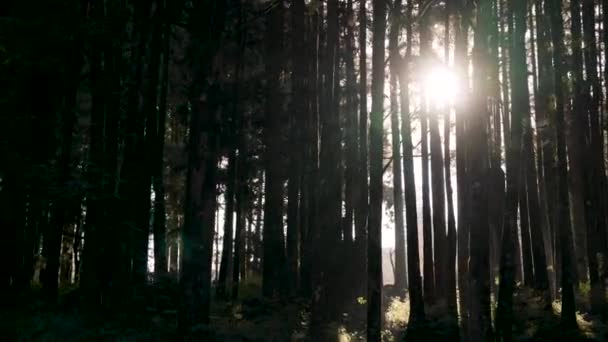 穿越台湾嘉义的阿连山森林 — 图库视频影像