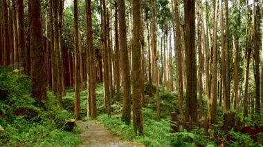 Chiayi, Tayvan 'daki Alishan' da ormanda yürüyorum.