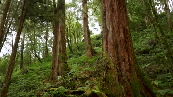 Promenade Dans Forêt Alishan Chiayi Taiwan — Video