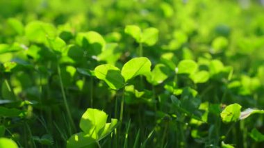 Yapraklı taze yeşil çimenler.