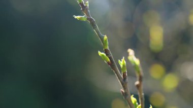 Baharda ağaç dalında genç yeşil yaprak.