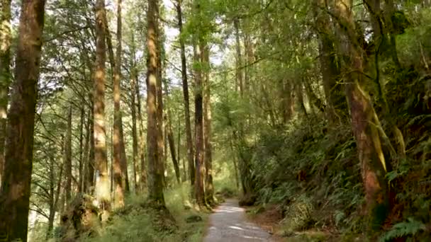 穿越台湾嘉义的阿连山森林 — 图库视频影像