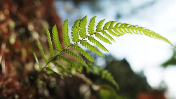 Ormanda Güneşli Eğrelti Otları Ormandaki Eğreltiotu Yaprağının Kapağı — Stok video