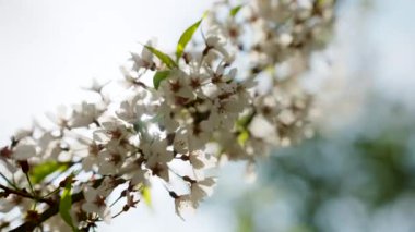 Yumuşak pembe ve beyaz kiraz ağacı yaprakları açık mavi gökyüzüne karşı hafif rüzgarda sallanıyor.