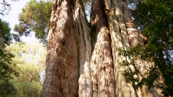 在台湾嘉义的阿里山把巨大的犀牛树倾斜起来 — 图库视频影像