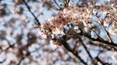 Yumuşak pembe ve beyaz kiraz ağacı yaprakları açık mavi gökyüzüne karşı hafif rüzgarda sallanıyor.