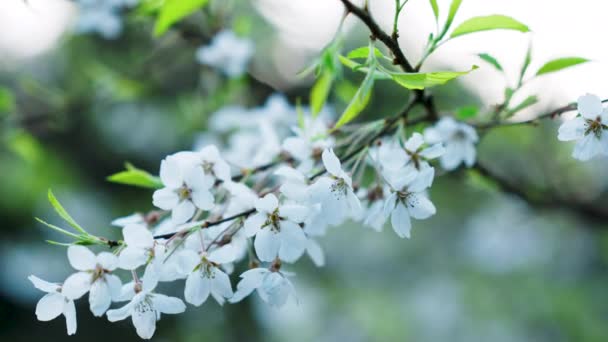 明確な青空に対して明るい風に揺れるテンダーピンクと白い桜の木の花びら — ストック動画