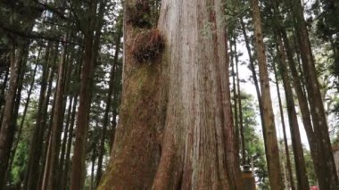  Alishan Ormanı, Tayvan 'daki Güzel Dev Ağaç.
