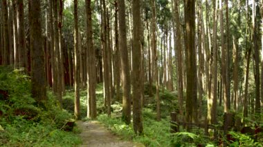 Alishan Dağı, Tayvan 'daki güzel doğal orman ve patika..