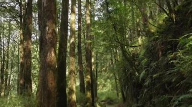 Chiayi, Tayvan 'daki Alishan' da ormanda yürüyorum.