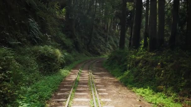 Spaziergang Durch Die Waldbahn Bei Alishan Chiayi Taiwan — Stockvideo