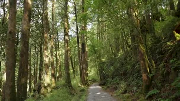 Går Genom Skogen Vid Alishan Chiayi Taiwan — Stockvideo