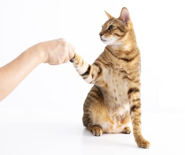 Masadaki insanlarla el sıkışmak.